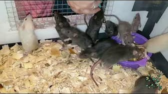 Post 8 by Whispering Grove Rattery on YouTube (video)