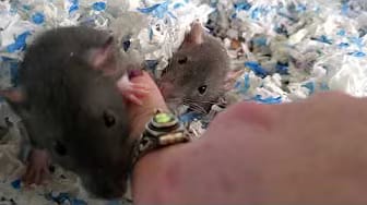 Post 7 by Whispering Grove Rattery on YouTube (video)