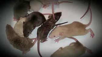 Post 4 by Whispering Grove Rattery on YouTube (video)
