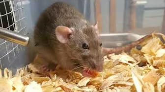 Post 5 by Whispering Grove Rattery on YouTube (video)
