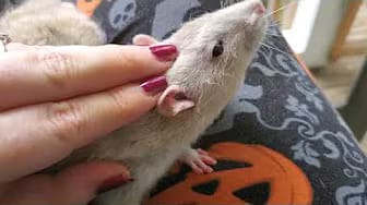 Post 6 by Whispering Grove Rattery on YouTube (video)