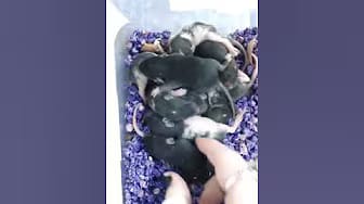 Post 2 by Whispering Grove Rattery on YouTube (video)
