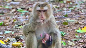 Post 2 by I LOVE MACAQUE TV on YouTube (video)