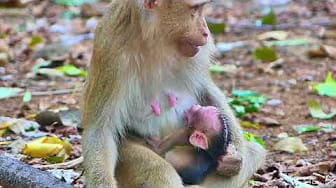 Post 1 by I LOVE MACAQUE TV on YouTube (video)