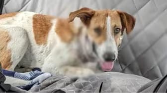 Post 1 by Puppy Haven Station on YouTube (video)