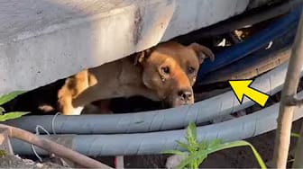 Post 4 by Puppy Haven Station on YouTube (video)