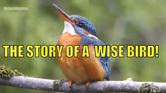 Post 2 by BUDDHA STORIES on YouTube (video)