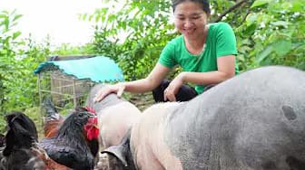 Post 2 by Thu Ha Farm on YouTube (video)