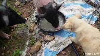 Post 5 by Thu Ha Farm on YouTube (video)