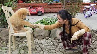 Post 3 by Thu Ha Farm on YouTube (video)