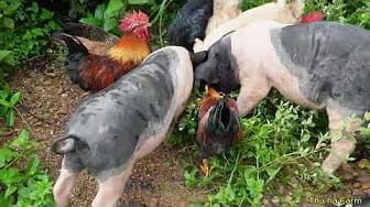 Post 1 by Thu Ha Farm on YouTube (video)