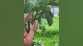 Post 6 by USApinay in the Bayou on YouTube (video)