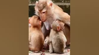 Post 2 by Messi Monkey on YouTube (video)