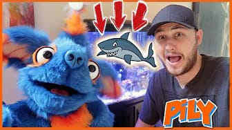Post 2 by Pily Pals on YouTube (video)