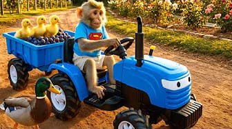 Post 5 by BonBon Monkey Children on YouTube (video)