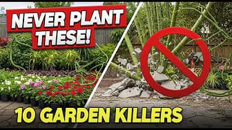 Post 2 by Evergreen Gardening Advice on YouTube (video)