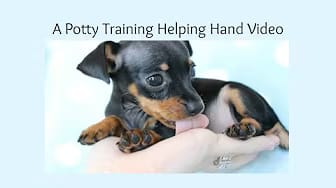 Post 10 by Dog-trainingtipsNetYourPuppyDogPottyTrainingSource on YouTube (video)