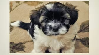 Post 8 by Dog-trainingtipsNetYourPuppyDogPottyTrainingSource on YouTube (video)