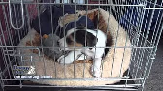 Post 6 by Dog-trainingtipsNetYourPuppyDogPottyTrainingSource on YouTube (video)