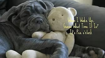 Post 1 by Dog-trainingtipsNetYourPuppyDogPottyTrainingSource on YouTube (video)