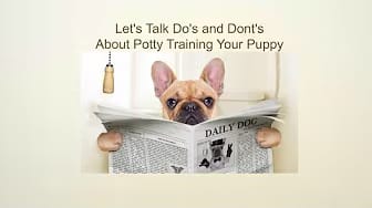 Post 5 by Dog-trainingtipsNetYourPuppyDogPottyTrainingSource on YouTube (video)