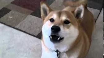 Post 3 by Dog-trainingtipsNetYourPuppyDogPottyTrainingSource on YouTube (video)