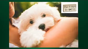 Post 4 by Dog-trainingtipsNetYourPuppyDogPottyTrainingSource on YouTube (video)