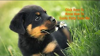 Post 2 by Dog-trainingtipsNetYourPuppyDogPottyTrainingSource on YouTube (video)