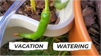 Post 2 by Hawaii Urban Gardener on YouTube (video)