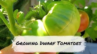 Post 1 by Hawaii Urban Gardener on YouTube (video)