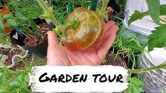 Post 6 by Hawaii Urban Gardener on YouTube (video)