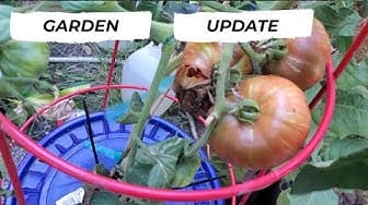 Post 8 by Hawaii Urban Gardener on YouTube (video)