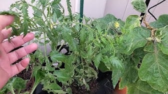 Post 10 by Hawaii Urban Gardener on YouTube (video)