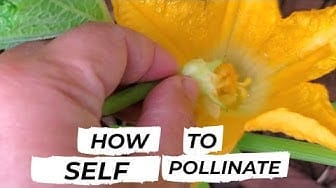 Post 9 by Hawaii Urban Gardener on YouTube (video)