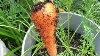 Post 7 by Hawaii Urban Gardener on YouTube (video)
