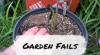Post 5 by Hawaii Urban Gardener on YouTube (video)