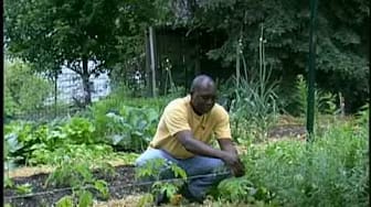 Post 9 by VeggieGardeningTips on YouTube (video)