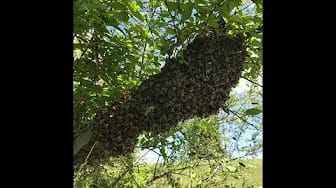 Post 5 by VeggieGardeningTips on YouTube (video)