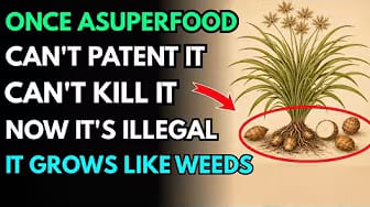 Post 6 by GreenVegGarden on YouTube (video)