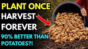 Post 9 by GreenVegGarden on YouTube (video)