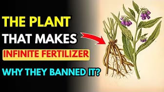 Post 3 by GreenVegGarden on YouTube (video)