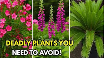 Post 2 by GreenVegGarden on YouTube (video)