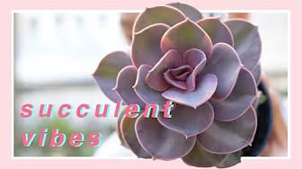 Post 2 by DouTube on YouTube (video)