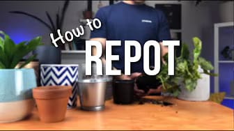 Post 6 by This is a Plant on YouTube (video)