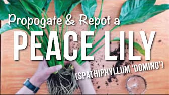 Post 1 by This is a Plant on YouTube (video)