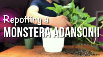Post 5 by This is a Plant on YouTube (video)