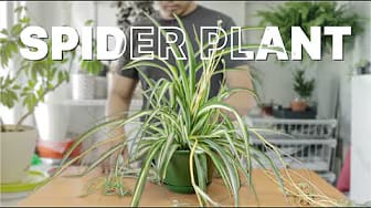 Post 4 by This is a Plant on YouTube (video)