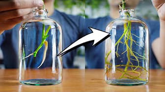 Post 2 by This is a Plant on YouTube (video)