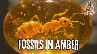 Post 1 by Antastic Science on YouTube (video)