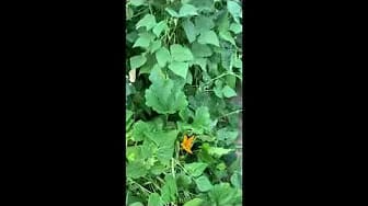 Post 10 by A Soaper's Life on YouTube (video)